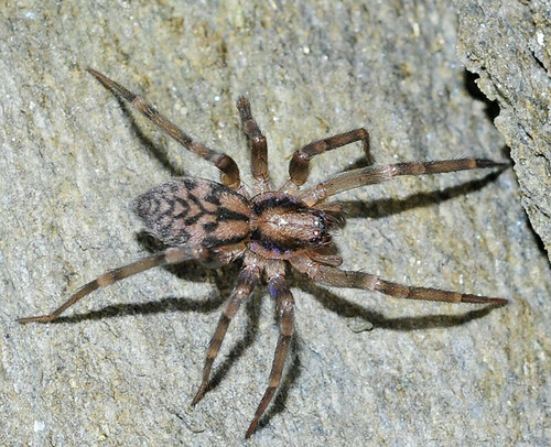 Pied Stone Spider