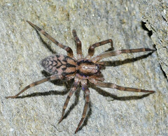 Liocranum rupicola