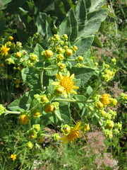 Verbesina sphaerocephala