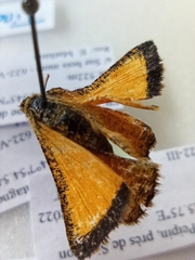 Isturgia limbaria