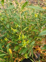 Hypericum prolificum