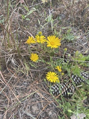 Chrysopsis gossypina