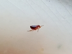 Ctenocephalides canis