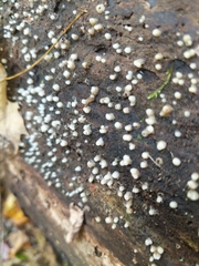 Helicogloea compressa