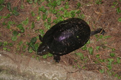 Kinosternon integrum