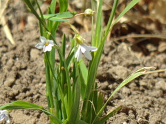 Sisyrinchium chilense