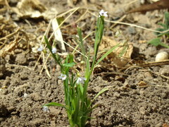 Sisyrinchium chilense