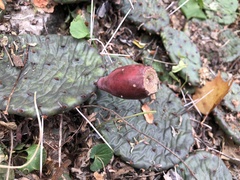 Opuntia humifusa