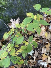 Ulmus thomasii