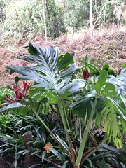 Monstera deliciosa