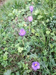 Crocus nudiflorus