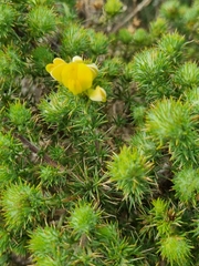 Aspalathus chenopoda