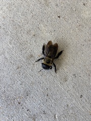 Xylocopa virginica texana