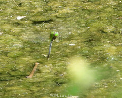 Erythemis vesiculosa