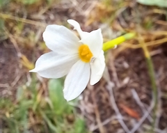 Narcissus deficiens