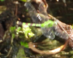 Erythemis vesiculosa