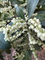 Elaeocarpus obovatus