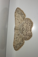 Scopula marginepunctata