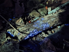 Calycina citrina
