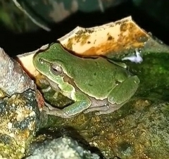 Hyla intermedia