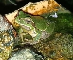 Hyla intermedia