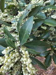 Elaeocarpus obovatus