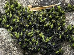 Racomitrium aciculare