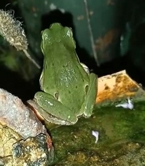Hyla intermedia