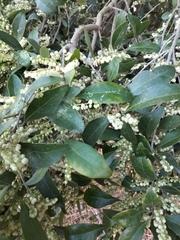 Elaeocarpus obovatus