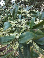 Elaeocarpus obovatus