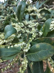 Elaeocarpus obovatus