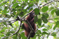 Pongo pygmaeus morio