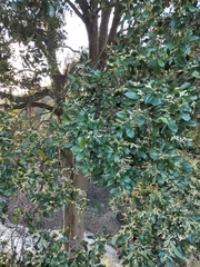 Elaeocarpus obovatus