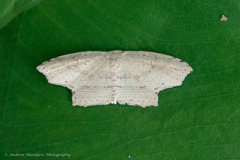 Phalacra