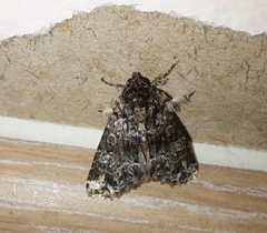 Callopistria latreillei