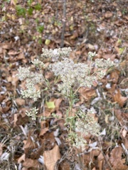Eupatorieae