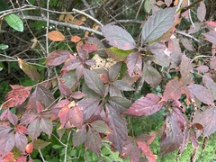 Parthenocissus quinquefolia