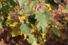 Crataegus mollis