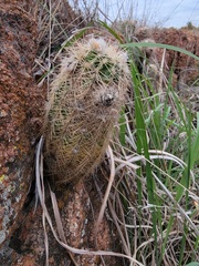 Echinocereus reichenbachii baileyi