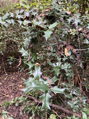 Ilex cornuta