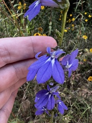 Lobelia puberula