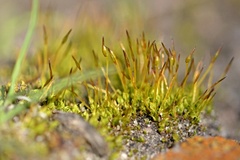 Tortula muralis