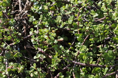 Portulacaria afra