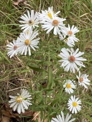 Symphyotrichum pilosum
