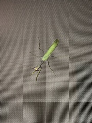 Sphodromantis viridis