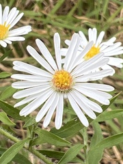 Symphyotrichum pilosum
