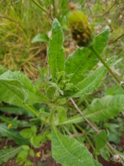 Helminthotheca echioides