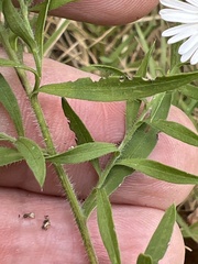 Symphyotrichum pilosum