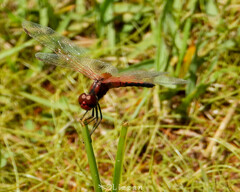 Celithemis bertha