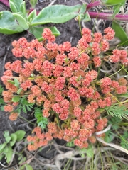 Crassula glomerata